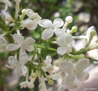 蓝紫色|此花被称为天国之花,从古至今都备受宠爱,浑身散发着高贵的气息