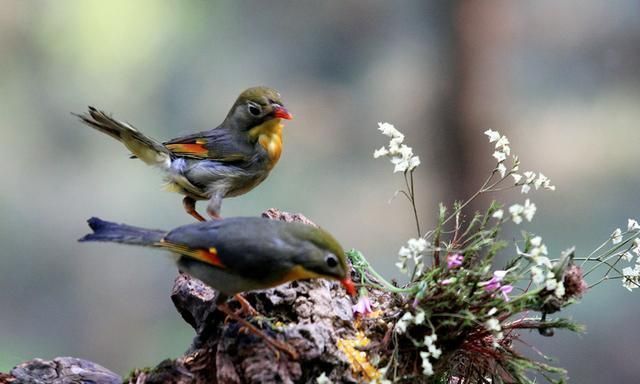 白居易|白居易一首冷门情诗，通俗易懂，感情真挚，很多人以为是现代诗