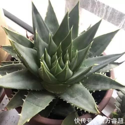 卧室、客厅必养的5种花,甲醛少、空气好,家人身体倍儿健康