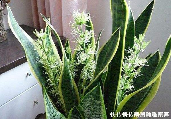 种花|4种花有灵性,平时难开花,一有好事就开花,养过的人都说好