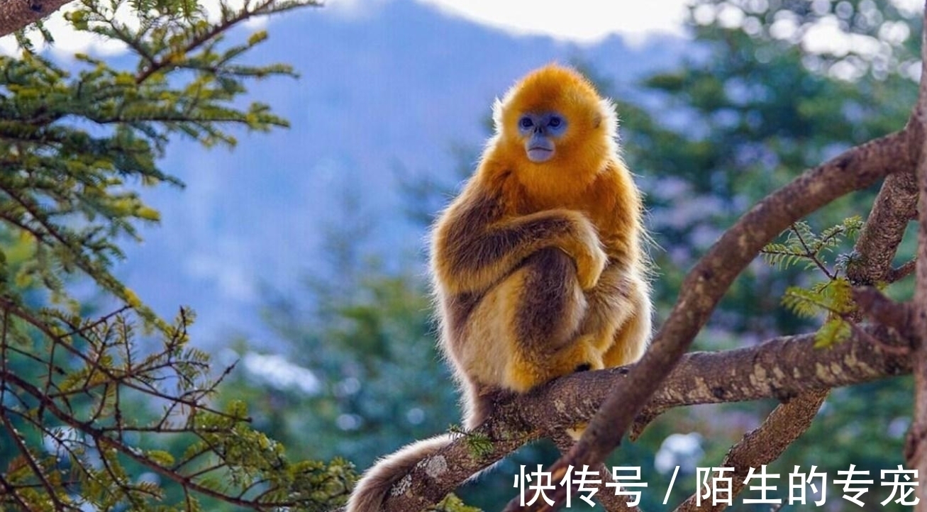 灭绝#“驴头狼”灭绝了50万年,如今又在神农架出现,这在警示什么?