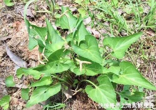 身体素质|男女想长寿,坚持吃几种食物,助消化,抗衰老,润肠道,谁吃谁好