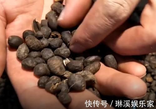 旧土|旧土留好别扔了,加点东西重新肥得流油,不板结养分高