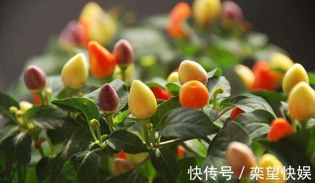 果实|五彩椒鲜艳夺目、营养丰富!掌握高产技巧,一棵能结一大堆