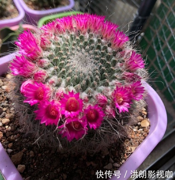 新手养花,不如养盆花中精品“泥金拘砂”,高贵典雅,花香四溢