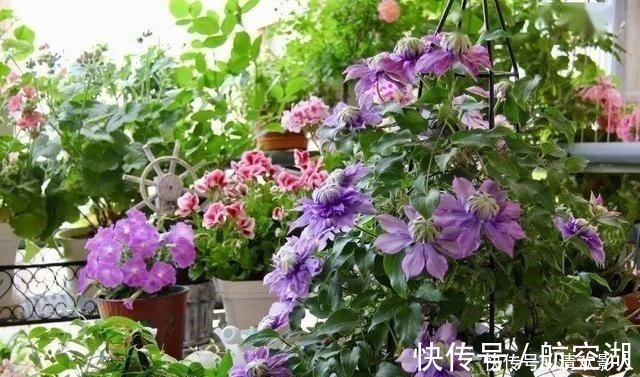 造园|7㎡迷你“阳台造园”小阳台这样布置,也能美成的花园!