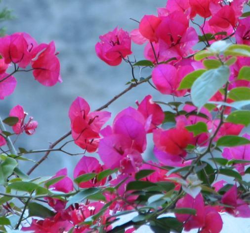 养护三角梅,我们就做好这“4点”养起来简单,开花漂亮