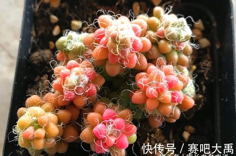 多肉茶笠是个小可爱，不但毛茸茸的，而且养出状态后还能变成彩色