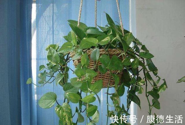 打理|卫生间就养这“4种盆栽”,去异味,吸潮气,养眼好打理