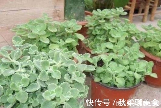 花卉|这几种花最适合贱养,越不管越容易开花爆盆,想养死都难