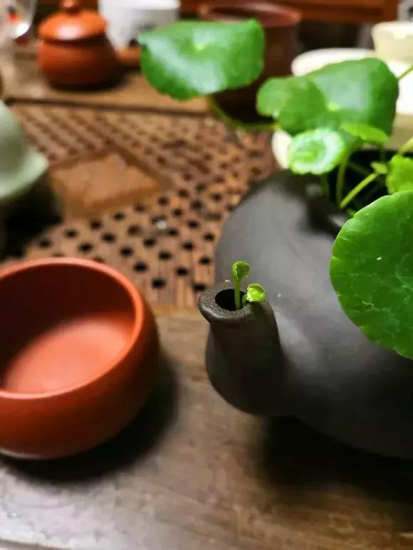 花友|旧茶壶种点花,秒变高端盆景,卖300一个邻居抢着要