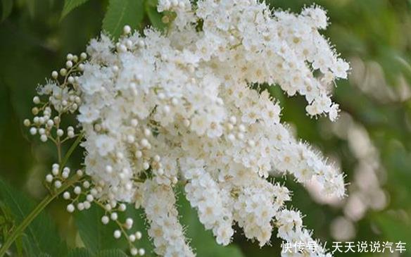 新手养护花卉,就养张似白珍珠,花香袭人的花卉,美极了!