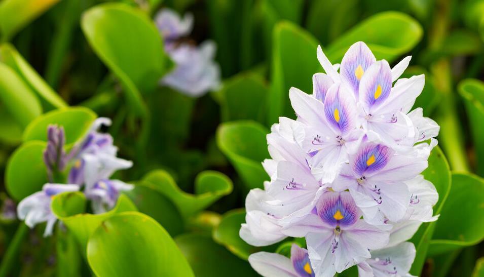 7种花喜欢水,不怕浇死了,浇得越多叶子嗖嗖长,花更漂亮