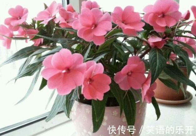 教你用鸡蛋壳养花的6个小技巧,学会了植物枝繁叶茂