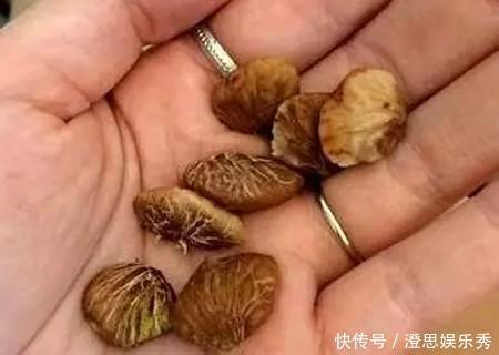 夏天吃水果，“留个籽”撒盆里，10天发芽变盆栽，养好摘果1篮子