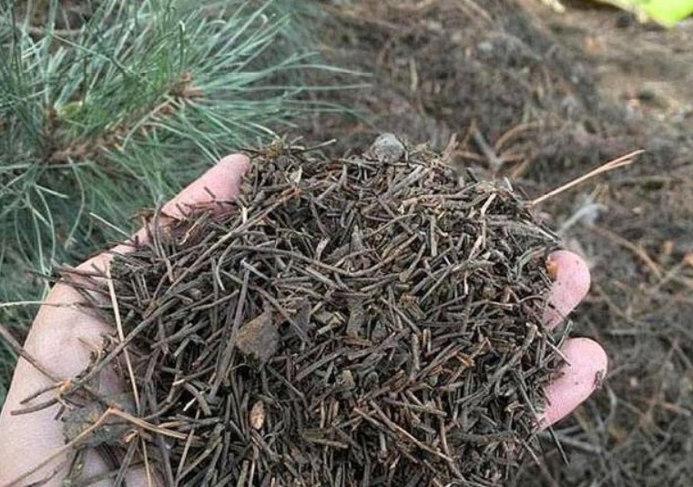 营养土不要买，出门捡几种“垃圾”扔盆里，疏松透气、不烂根