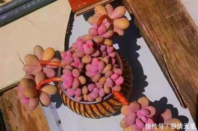 肥多|多肉养成“独杆司令”莫慌,做好这4步,侧芽猛长,爆盆不难!