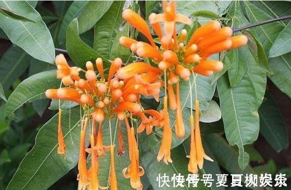 花裙子|此花花姿别致,盛开时宛如火星似的炸成一片,寓意为祈祷安康