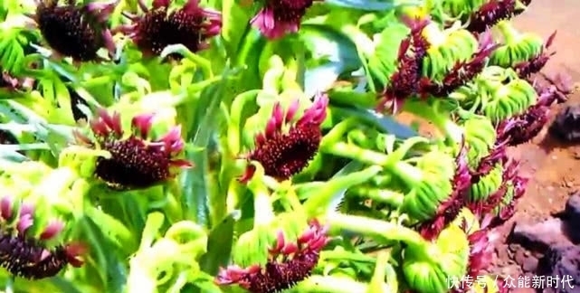 60年开一次花之后就会死亡,只生长在火山口周围,一颗不便宜吧