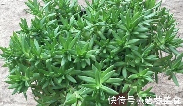 赵学敏|它是如此的珍贵,若长在你家路旁,赶紧移栽家中,小心被别人挖走