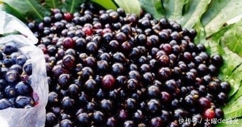 食物|养生保健必吃的食物，坚持吃下去，健脑益智，滋养身心，永葆青春