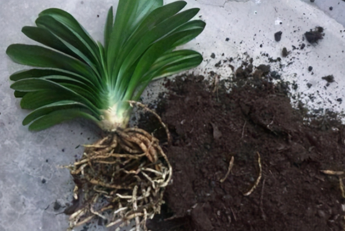 园土|总结养花“十大问题”,只要学会,你就是养花大神