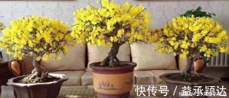 土壤|4种花很耐养，沾土就能活，谁见了都喜欢，花朵漂亮，花开旺！