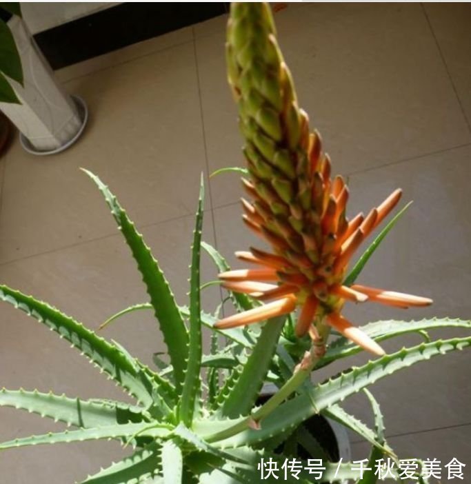 芦荟|人养花,花也养人,家养3种花,漂亮还净化空气,烂漫迷人眼