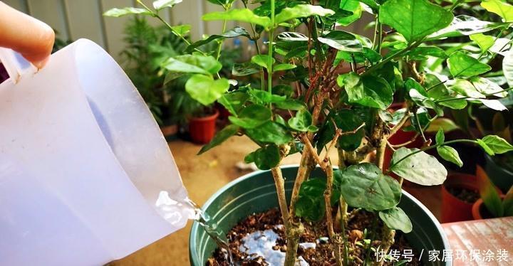 爆盆|养茉莉,记住5点“疯狂”,一年开5茬,花开爆盆不是事