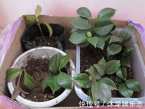 梳子居然也能养花把蟹爪兰插上去，蹭蹭冒白根！