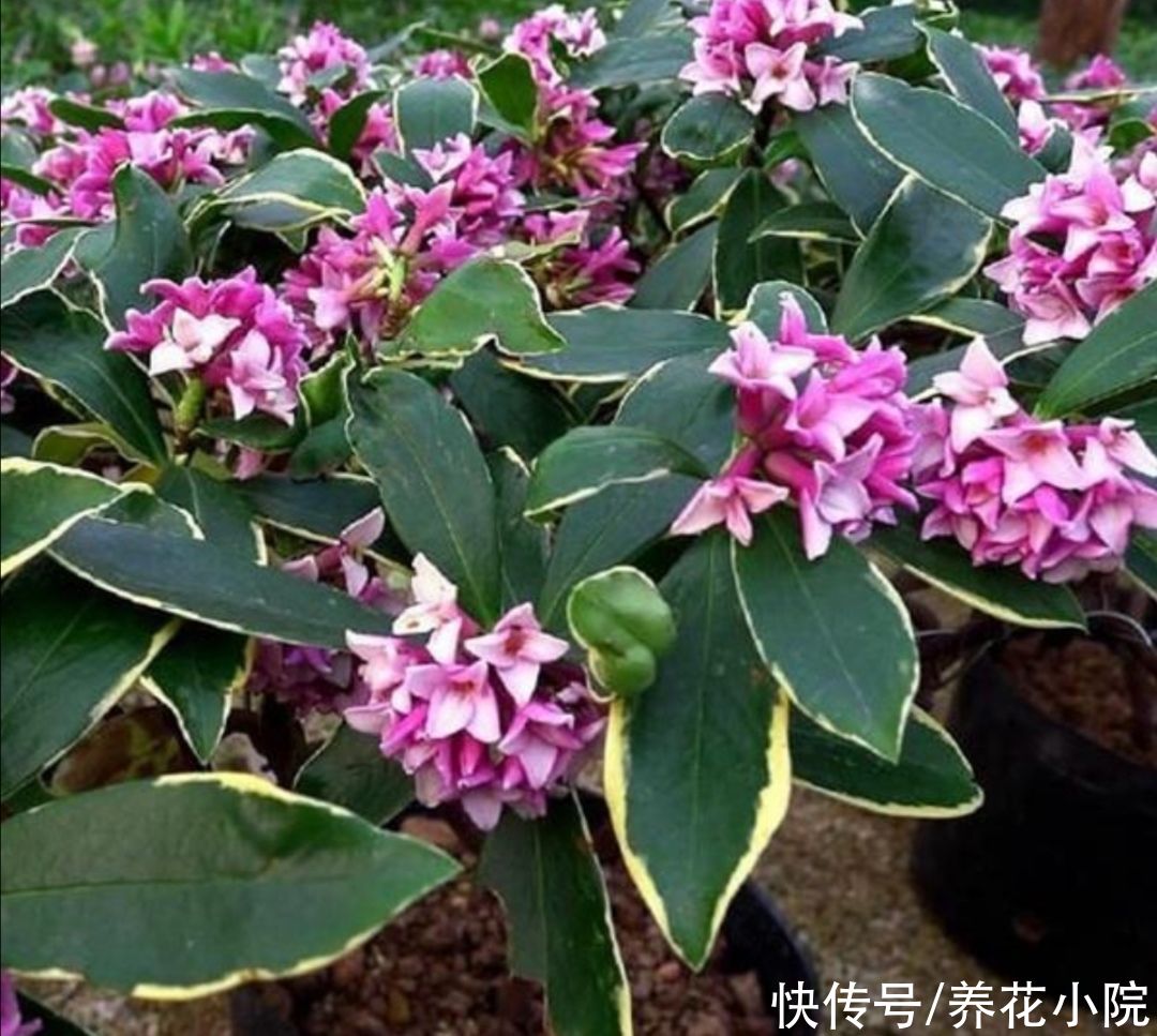 种花|夏天别买6种花，天热就休眠，太不好养