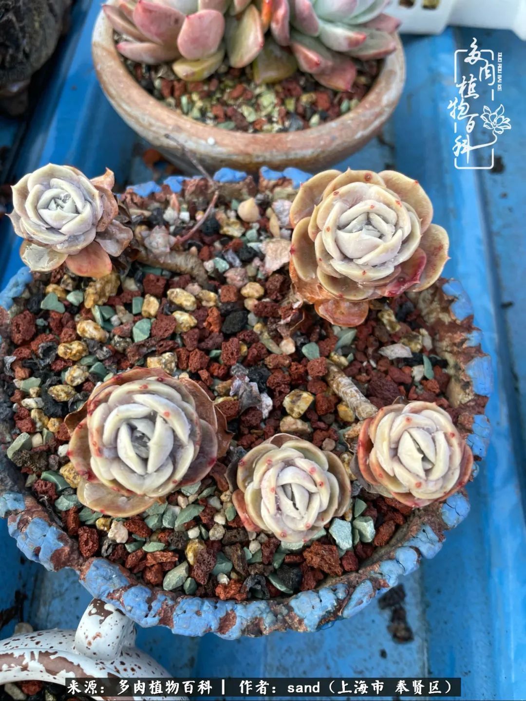 带着200多盆多肉，三个月搬两次家，是一种怎样的体验