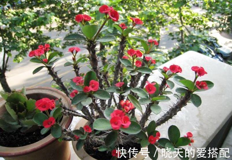 阳台|阳台养花推荐这5种,漂亮好养特能开,花期长达300天,适合新手
