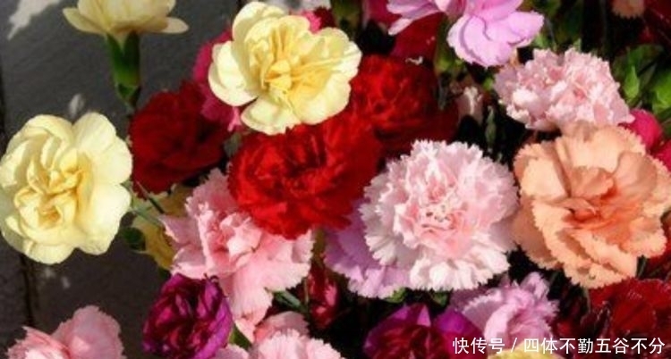 香气浓郁的几款花,全年开花不停,花色艳丽,花开枝繁叶茂