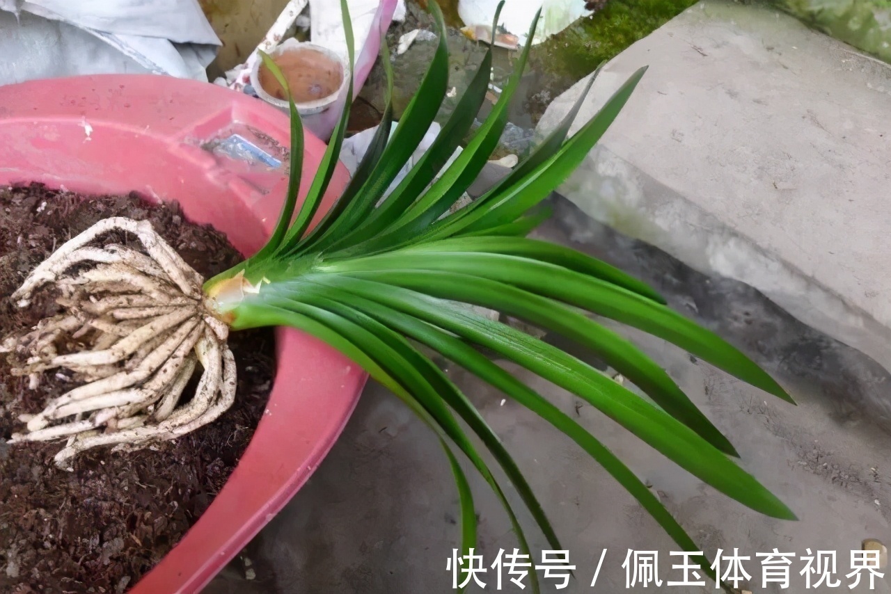 花盆|想要君子兰一花多箭,现在就得做好养护,背熟5句话,用上就管事