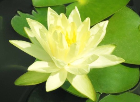 花色|最美的5种菊花,好看好养颜值高,娇艳妖烧,花型圆滚奇特惹人爱