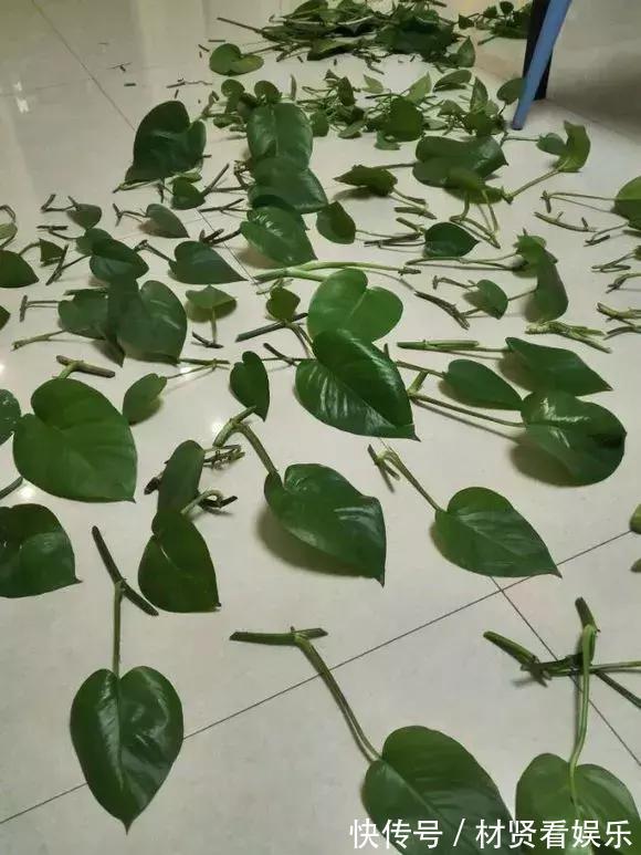 花友|君子兰、绿萝秋天“砍一刀”,呼呼冒出8个芽,赚了!