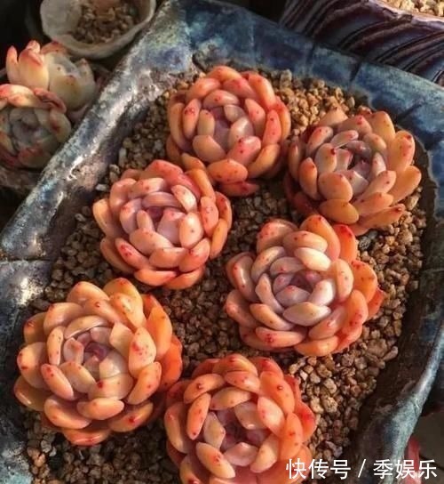 多肉摆满了阳台,1盆都放不下了,赶紧处理掉,多肉多了也头疼