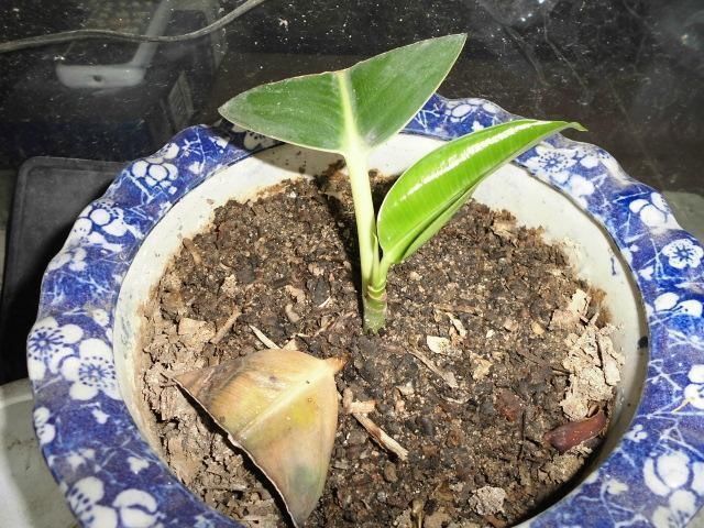 漂亮的花用剪碎的叶片,都能插活一大盆,谁说扦插难