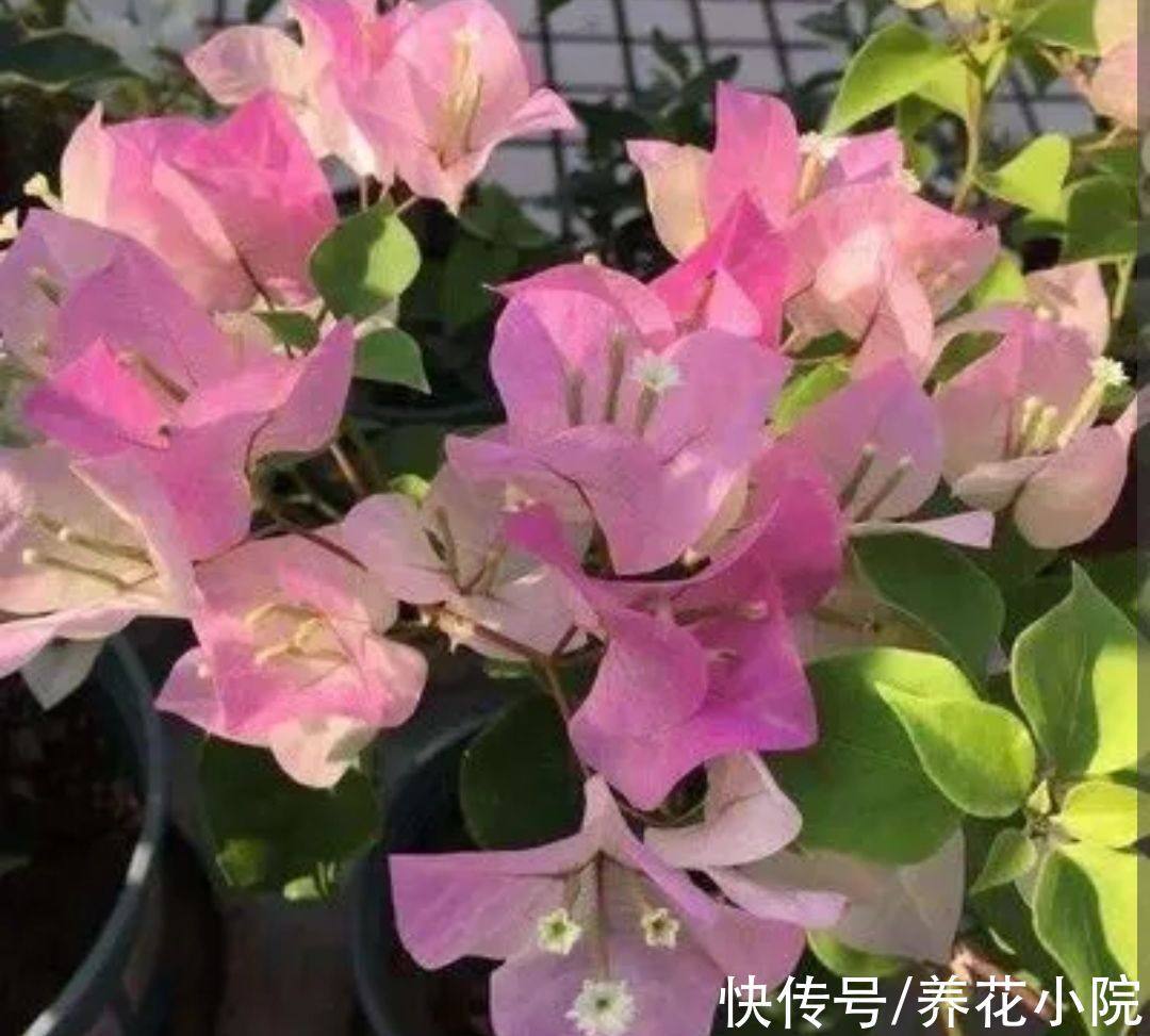 植株|6种漂亮花，家里养一盆，四季都能开花