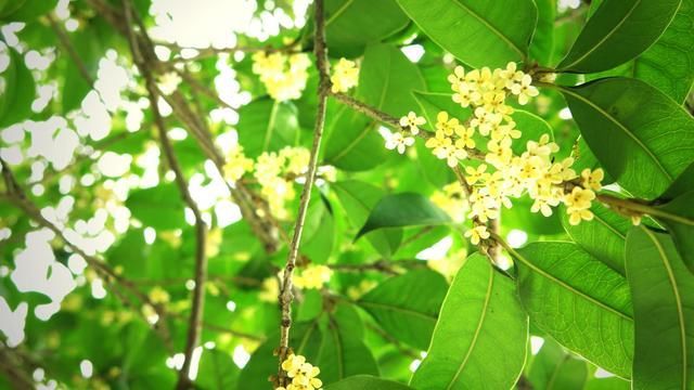 犍为|秋来桂花香满城 请君争做文明人