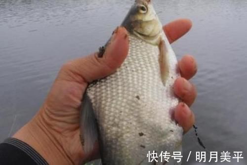 天气冷，鳊鱼反而更好钓？老司机再次提醒，这钓法果然不同凡响