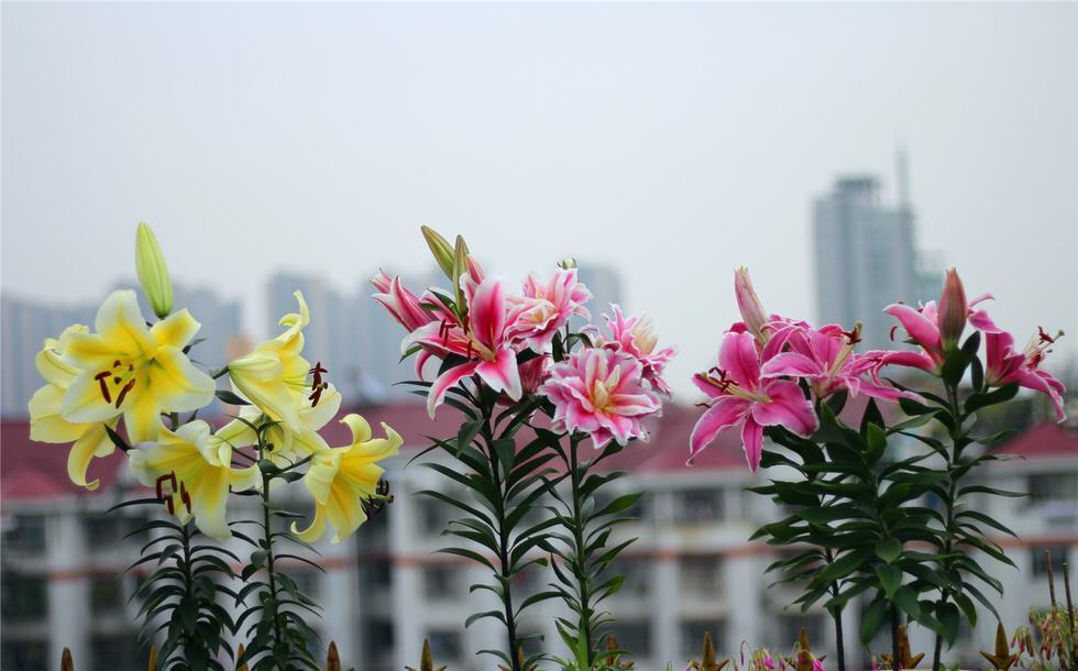 春天种百合,2个月就开花,土里埋一次。来年一大窝,满是百合花