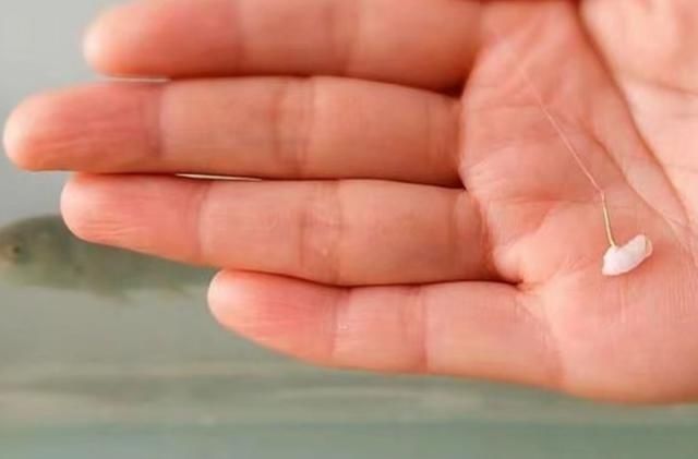 钓法|白花花米饭是个好东西,谈夏季米饭粒的妙用