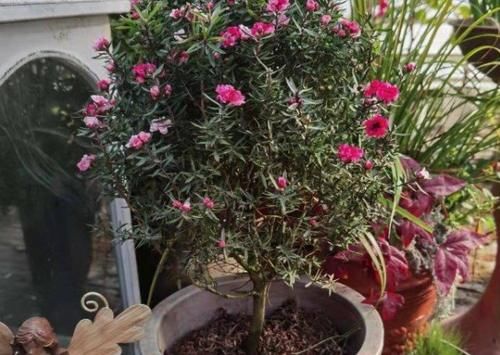 此花名字里带“松、梅”二字，却不抗冻，适合春天培育