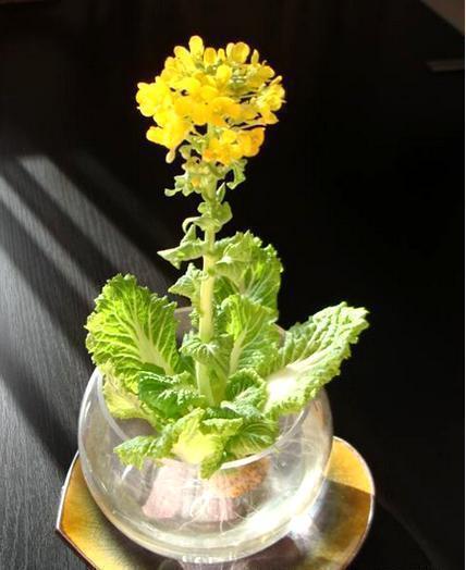 5种蔬菜吃完根别扔，丢水里就疯长，7天养成花，比绿萝还要美