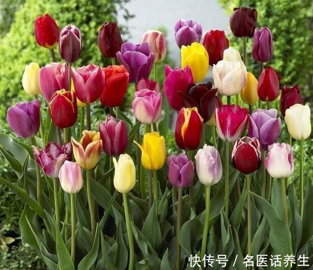 这些香香花,都有长寿命,只要种一次,开花几十年,爆满小球球!