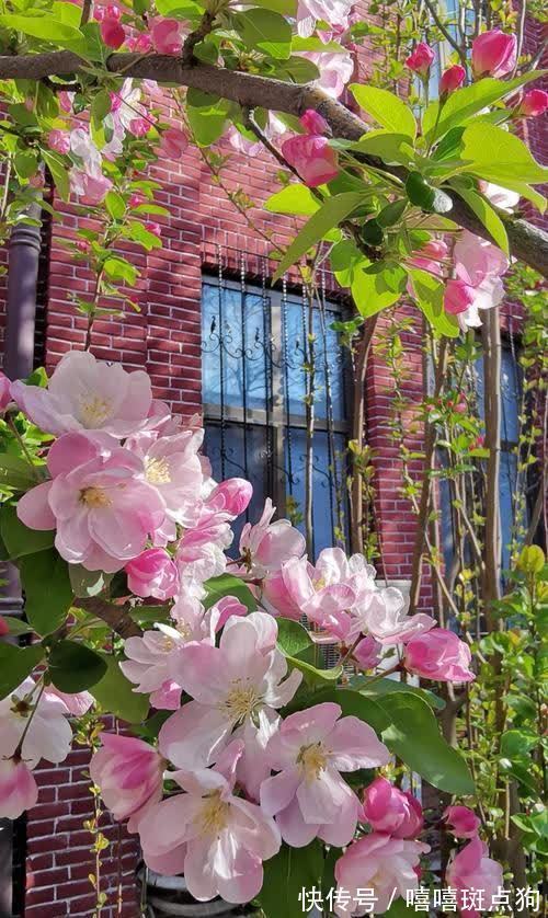 家里有院子，建议种一些能观赏的树，小投入，大收获，划算