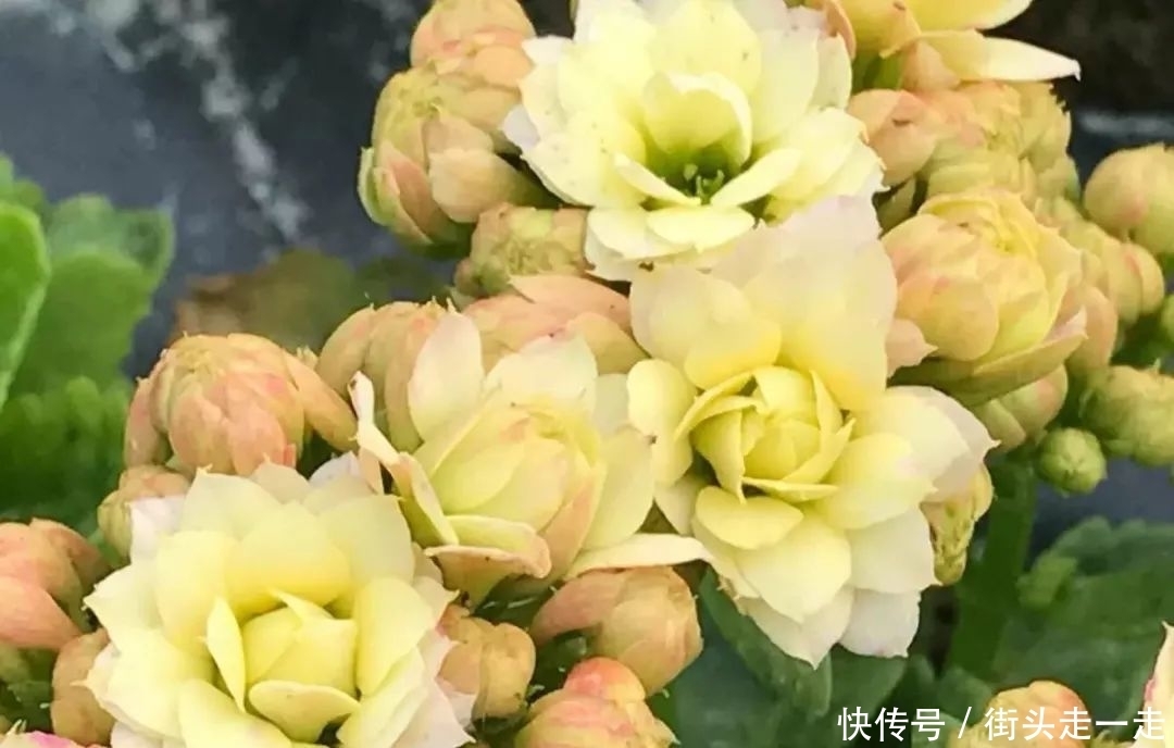 45种长寿花,个个都美爆了,你家养了多少种?