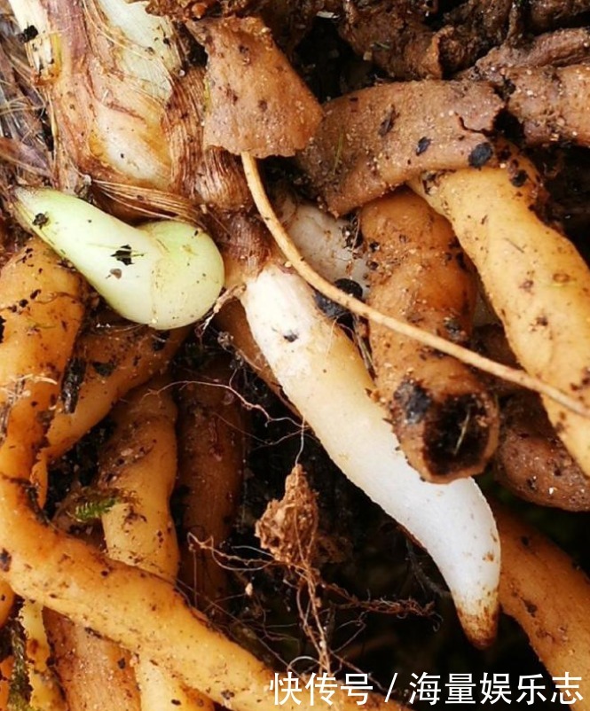 兰花|兰花烂根了怎么救花农教你几招,救活几盆烂根的兰花不成问题